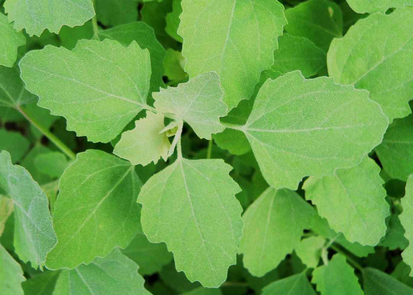 Lambsquarters растение